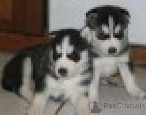 Photo №1. husky de sibérie - à vendre en ville de Eipène | Gratuit | Annonce №165740
