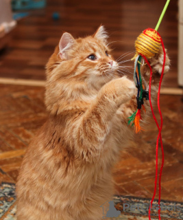 Photos supplémentaires: La merveilleuse chatte Bonya cherche un foyer !