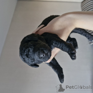 Photo №1. caniche (nain) - à vendre en ville de Minsk | 563€ | Annonce №145292