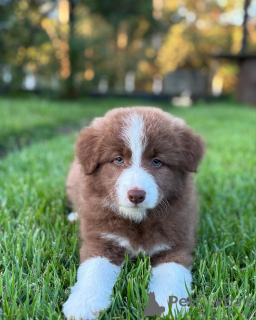 Photo №1. border collie - à vendre en ville de Berne | négocié | Annonce №179026