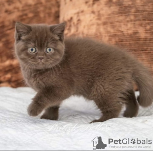 Photo №1. british shorthair - à vendre en ville de Jacksonville | 379€ | Annonce № 102179