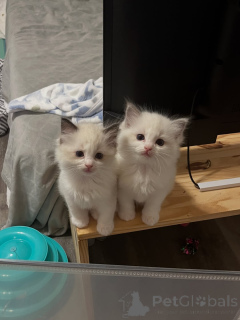 Photo №1. ragdoll - à vendre en ville de Gérits | négocié | Annonce № 169843