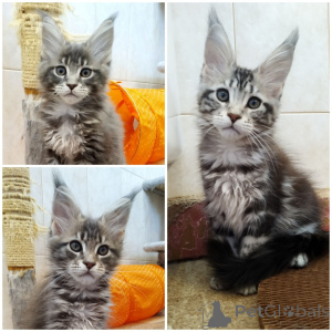 Photo №1. maine coon - à vendre en ville de Saloniki | négocié | Annonce № 156812