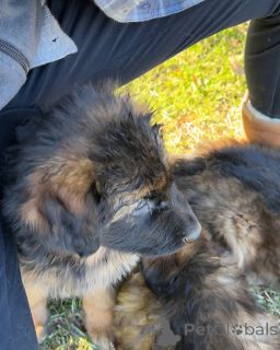 Photo №2 de l'annonce № 173375 de la vente chien bâtard - acheter à Allemagne annonce privée
