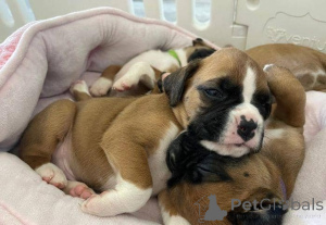 Photo №3. Beaux chiots Boxer. Allemagne