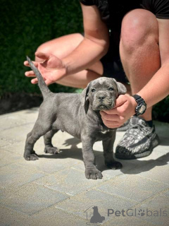Photo №4. Je vais vendre cane corso en ville de Kragujevac.  - prix - 600€