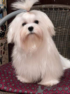 Photo №2 de l'annonce № 94784 de la vente bichon maltais - acheter à Serbie 