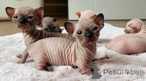 Photo №3. Chatons sphynx. Allemagne