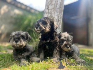 Photo №4. Je vais vendre schnauzer moyen en ville de Belgrade.  - prix - négocié