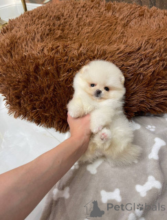 Photo №2 de l'annonce № 145471 de la vente  - acheter à Suisse annonce privée