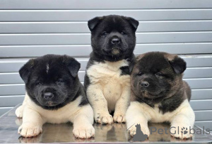 Photo №2 de l'annonce № 128824 de la vente staffordshire bull terrier - acheter à Serbie 