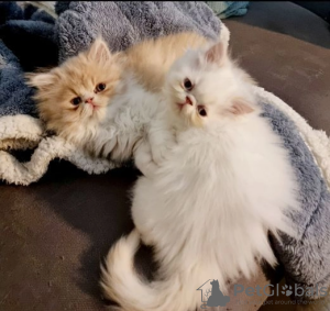 Photo №2 de l'annonce № 95829 de la vente persan - acheter à USA 