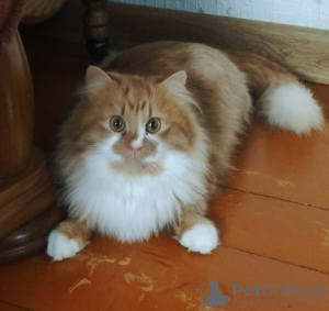 Photo №3. Ronnie est un miracle aux cheveux roux.. Biélorussie