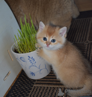 Photo №2 de l'annonce № 32859 de la vente british shorthair - acheter à Suède annonce privée, de la fourrière, éleveur