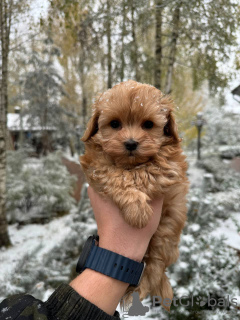 Photo №2 de l'annonce № 132951 de la vente maltipu - acheter à Fédération de Russie annonce privée