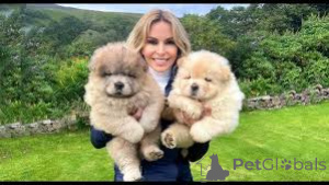Photo №2 de l'annonce № 160954 de la vente chow-chow - acheter à France annonce privée, éleveur