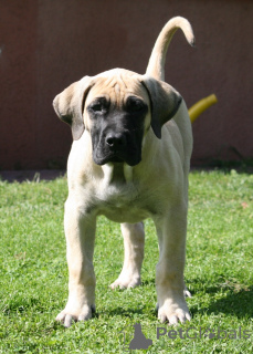 Photo №2 de l'annonce № 174799 de la vente dogue des canaries - acheter à La Lettonie éleveur