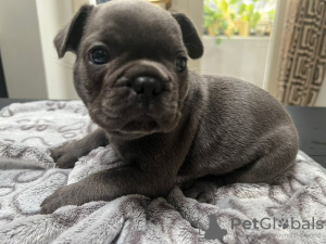 Photo №2 de l'annonce № 115039 de la vente bouledogue - acheter à USA annonce privée