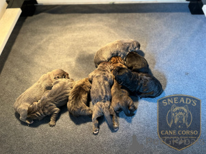 Photo №1. cane corso - à vendre en ville de Aalborg | 1€ | Annonce №173403