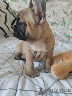 Photo №3. Chiots Bouledogue Français testés disponibles maintenant. Allemagne