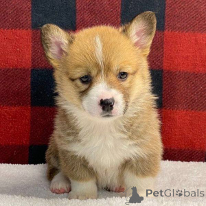 Photo №1. welsh corgi - à vendre en ville de Barcelone | 700€ | Annonce №166191