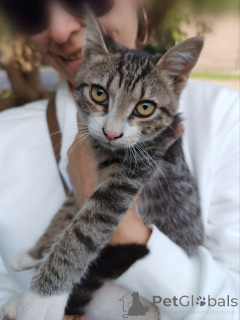 Photo №2 de l'annonce № 156235 de la vente  - acheter à Fédération de Russie annonce privée