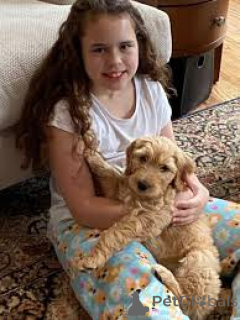 Photo №2 de l'annonce № 162619 de la vente labradoodle - acheter à Belgique annonce privée, éleveur