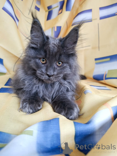 Photos supplémentaires: Un garçon de chaton chic