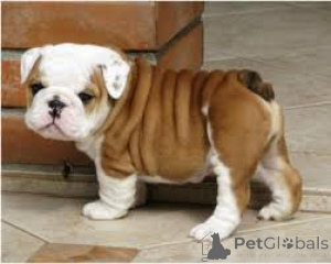 Photo №1. bulldog anglais - à vendre en ville de Berlin | Gratuit | Annonce №160342