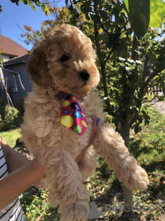 Photos supplémentaires: Chiot MOYEN CANICHE Abricot