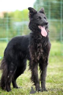 Photo №1. berger belge groenendael - à vendre en ville de Khimki | Gratuit | Annonce №171814