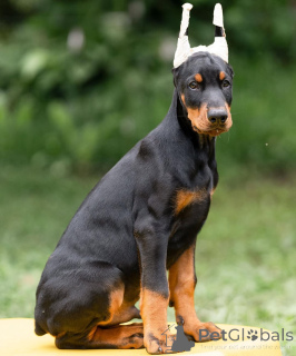 Photo №1. dobermann - à vendre en ville de Dresde | 900€ | Annonce №148996