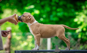 Photo №3. Chiots américains du Staffordshire Terrier. La croatie