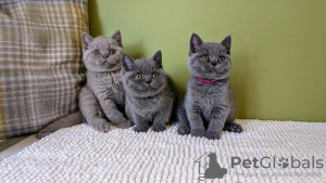 Photo №4. Je vais vendre british shorthair en ville de Wiesbaden. de la fourrière, de l'abri, éleveur - prix - 350€