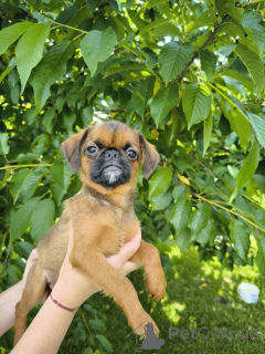Photo №3. chiots d'oiseaux de couleur rouge de Bribanson. Biélorussie