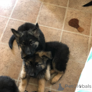 Photo №2 de l'annonce № 172888 de la vente berger allemand - acheter à Portugal annonce privée