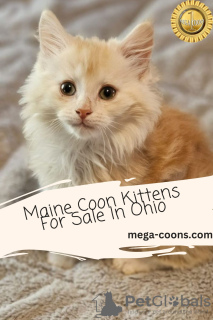 Photo №1. maine coon - à vendre en ville de Milton | 3134€ | Annonce № 128344