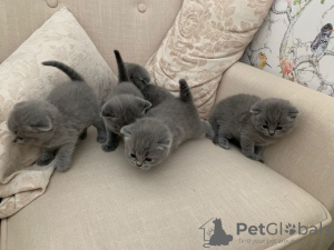 Photo №1. scottish fold - à vendre en ville de Cologne | 300€ | Annonce № 82113