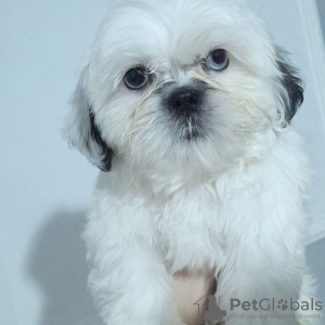 Photo №4. Je vais vendre shih tzu en ville de Стамбул. annonce privée - prix - négocié