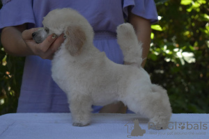 Photo №4. Je vais vendre caniche (jouet) en ville de Belgrade. éleveur - prix - négocié