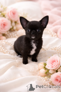 Photo №1. chihuahua - à vendre en ville de Dnipro | 600€ | Annonce №165970