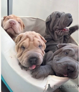 Photo №1. shar pei - à vendre en ville de Affalterbach | 380€ | Annonce №166922