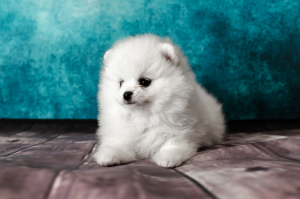 Photo №3. Pomeranian shpitz, White, boy. Fédération de Russie