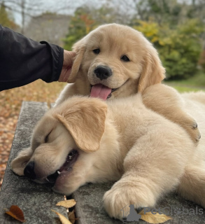 Photo №3. Adorables chiots Golden Retriever élevés avec amour et soin. Guadeloupe