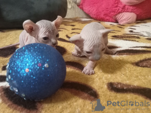 Photo №3. Elfes Sphynx canadiens. Ukraine