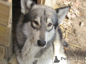 Photo №1. berger allemand - à vendre en ville de Charleston | 1594€ | Annonce №146695