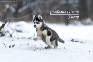 Photos supplémentaires: Merveilleux chiots Husky sibérien aux yeux bleus d'une paire de Champions du
