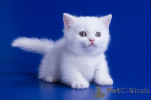 Photo №1. munchkin - à vendre en ville de Bruxelles | 250€ | Annonce № 155601