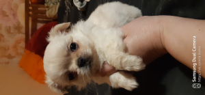 Photo №4. Je vais vendre chihuahua en ville de Veliky Novgorod. éleveur - prix - Gratuit