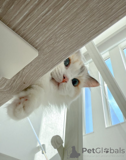 Photo №1. ragdoll - à vendre en ville de Eksjo | négocié | Annonce № 157127